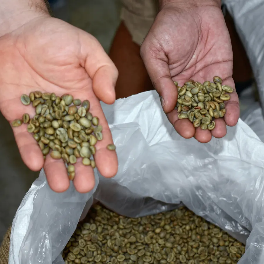 Green coffee beans being sorted by hand before roasting